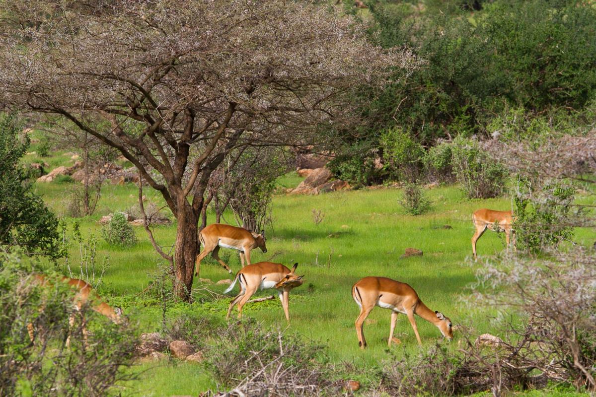 Elephant Bedroom Camp - Samburu Archers Post Екстер'єр фото