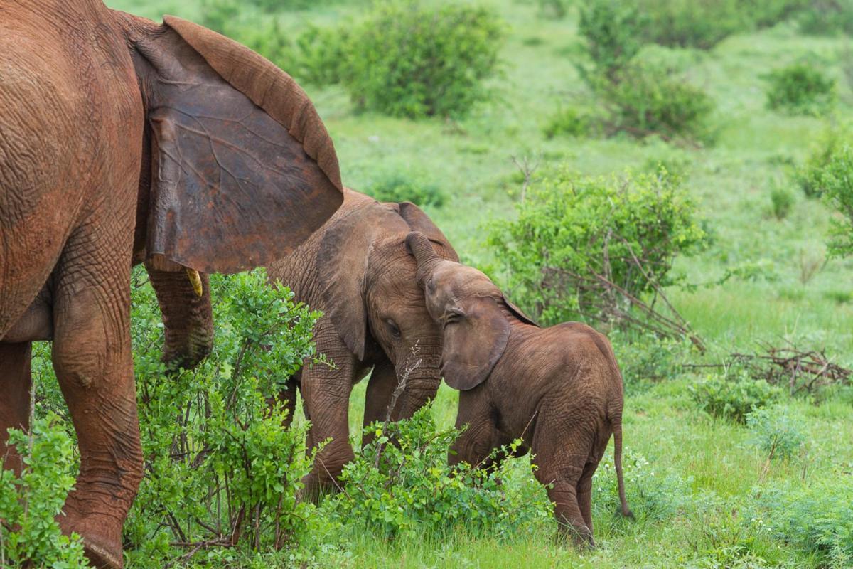 Elephant Bedroom Camp - Samburu Archers Post Екстер'єр фото