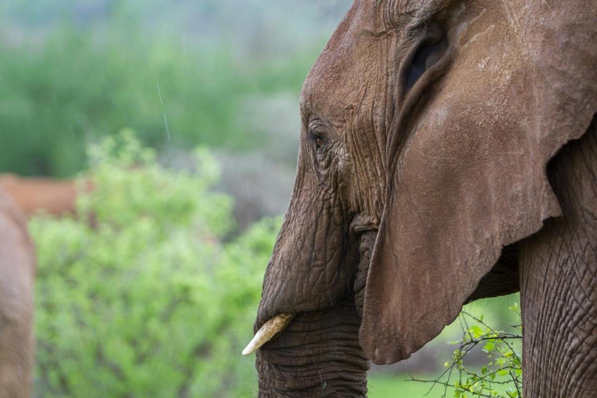 Elephant Bedroom Camp - Samburu Archers Post Екстер'єр фото